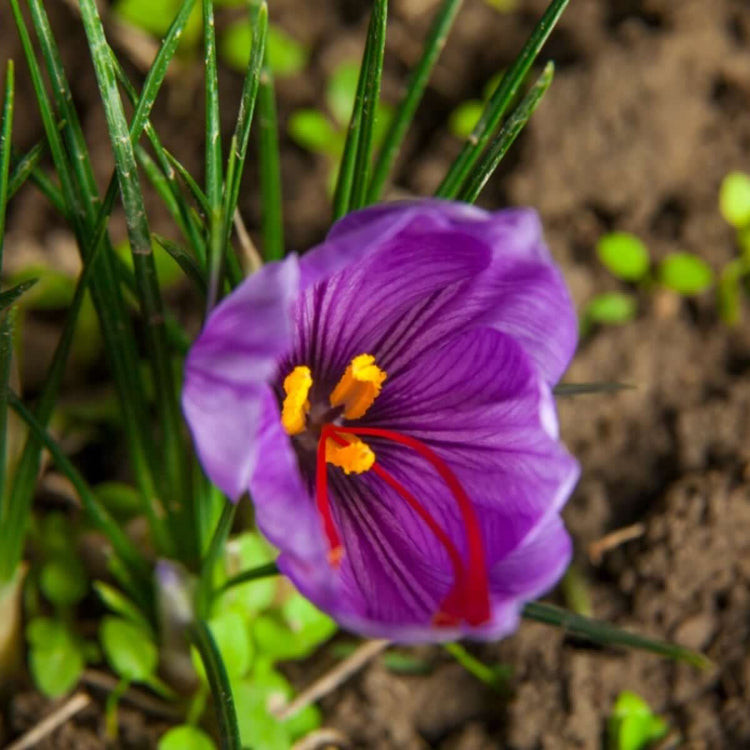 Crocus Sativus Seeds - Flower Plant