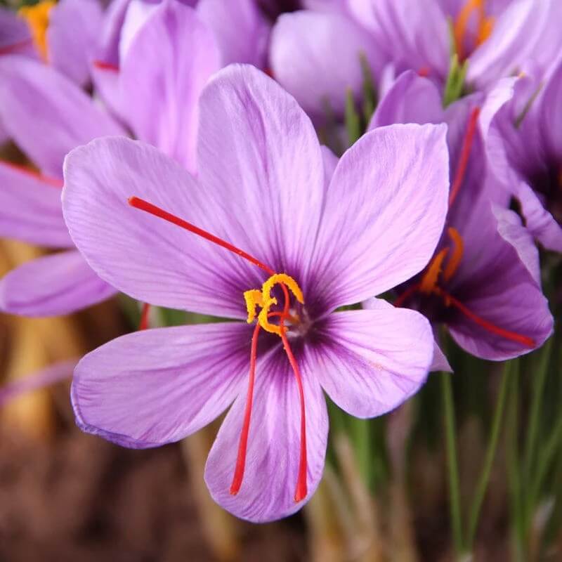  Crocus Sativus Seeds - Flower Plant