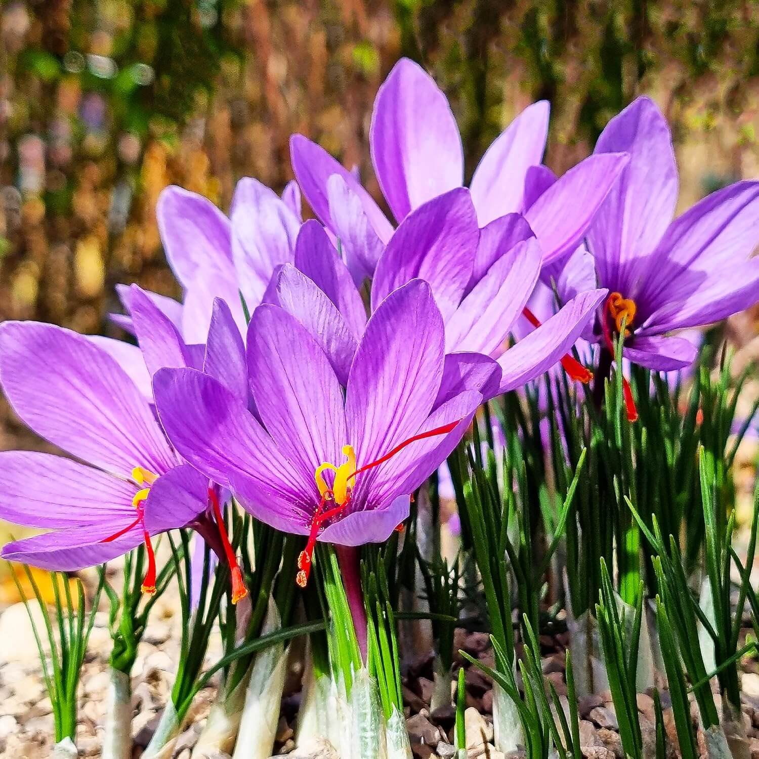  Crocus Sativus Seeds - Flower Plant