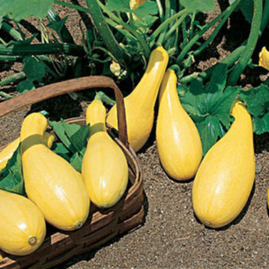 Crookneck Yellow Squash Seeds
