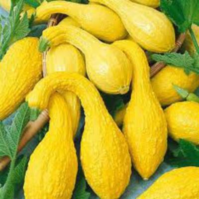Crookneck Yellow Squash Seeds

