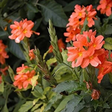 Crossandra Seeds - Flower Plant for Home Gardens