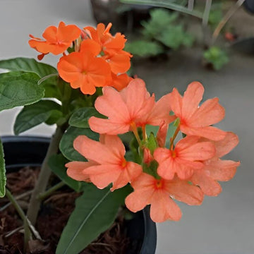 Crossandra Seeds - Flower Plant for Home Gardens