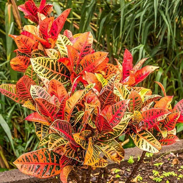 Croton Seeds - Flower Plant for Home Gardens