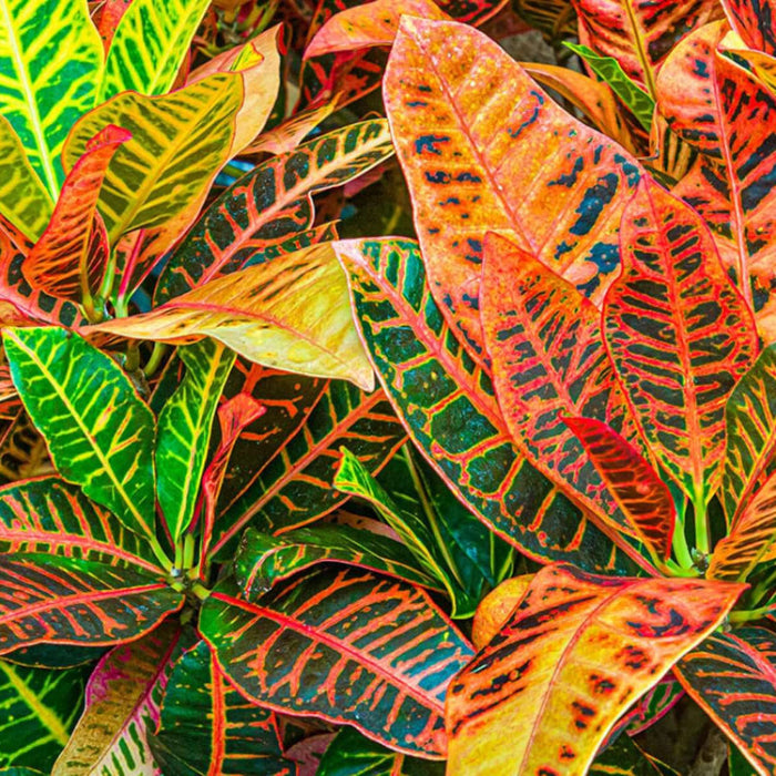 Croton Seeds - Flower Plant for Home Gardens