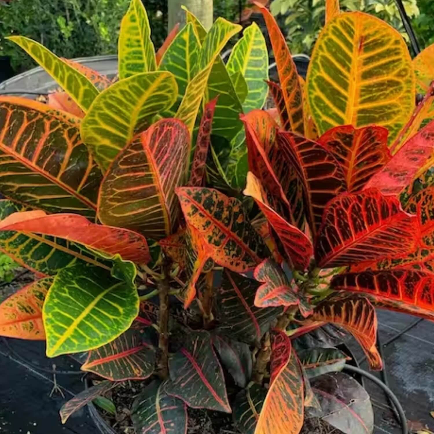 Croton Seeds - Flower Plant for Home Gardens