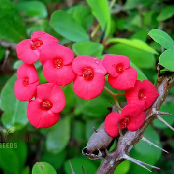 Crown Of Thorns Seeds - Flower Plant