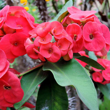 Crown Of Thorns Seeds - Flower Plant