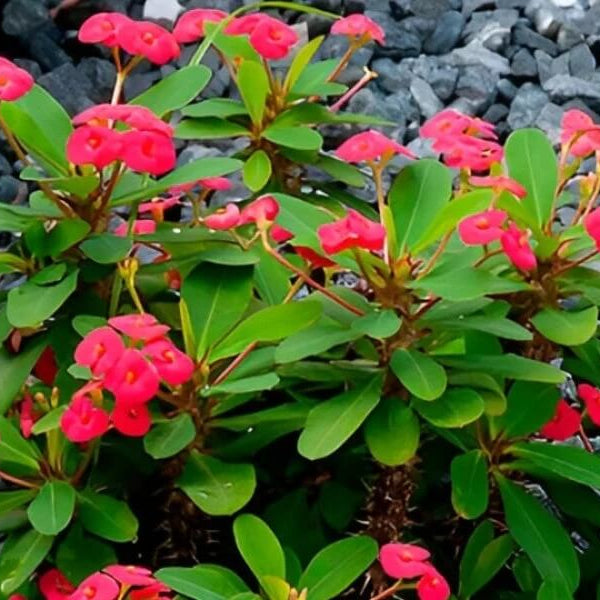 Crown Of Thorns Seeds - Flower Plant