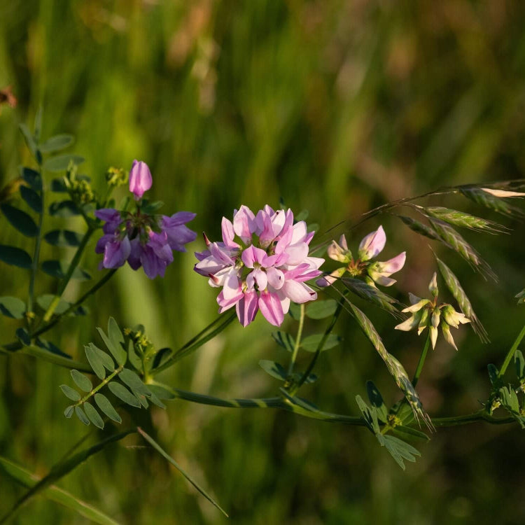Crown Vetch Seeds – Violet