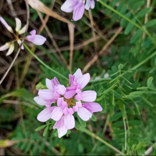 Crown Vetch Seeds – Violet