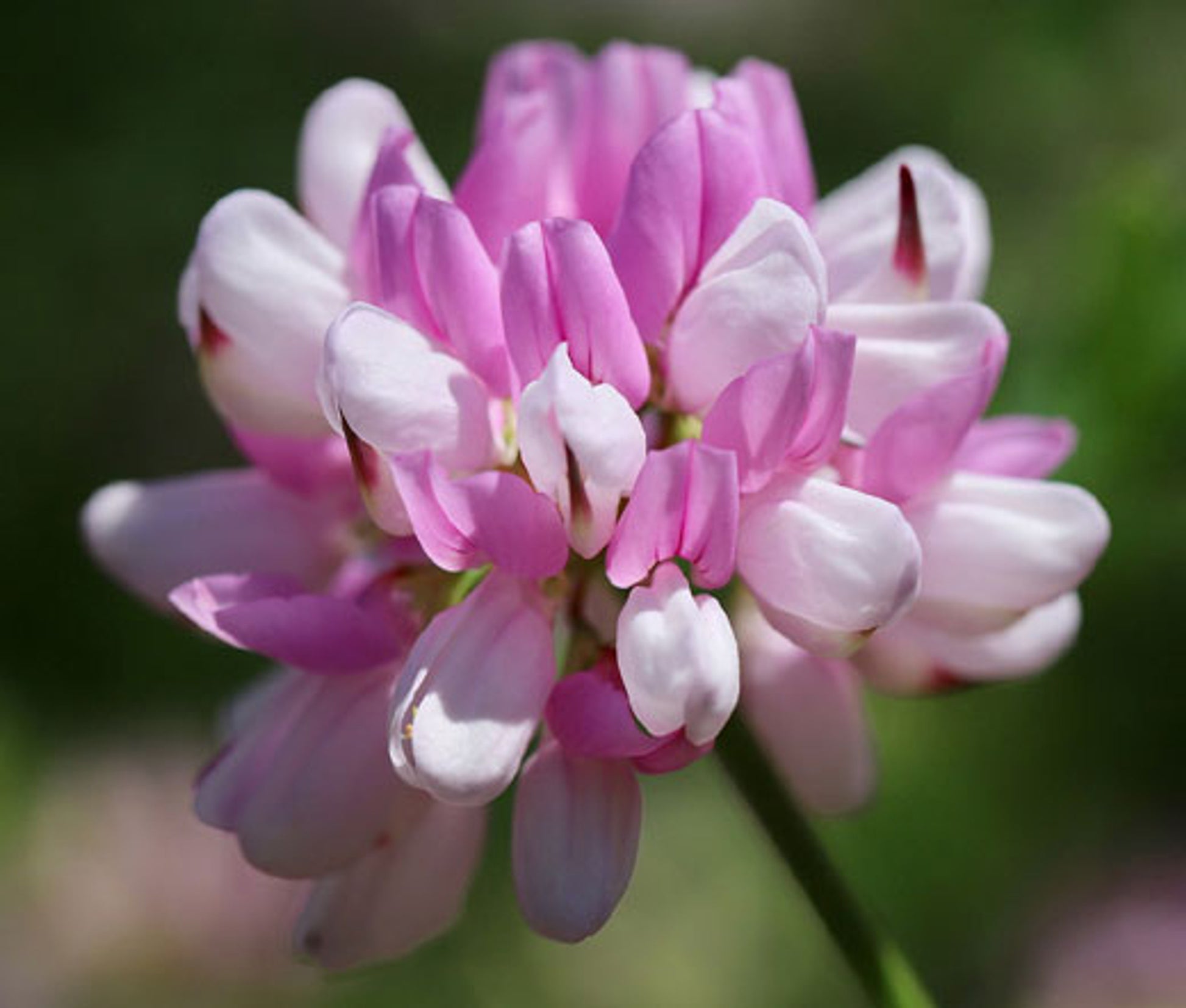 Crown Vetch Seeds – Ground Cover Perennial
