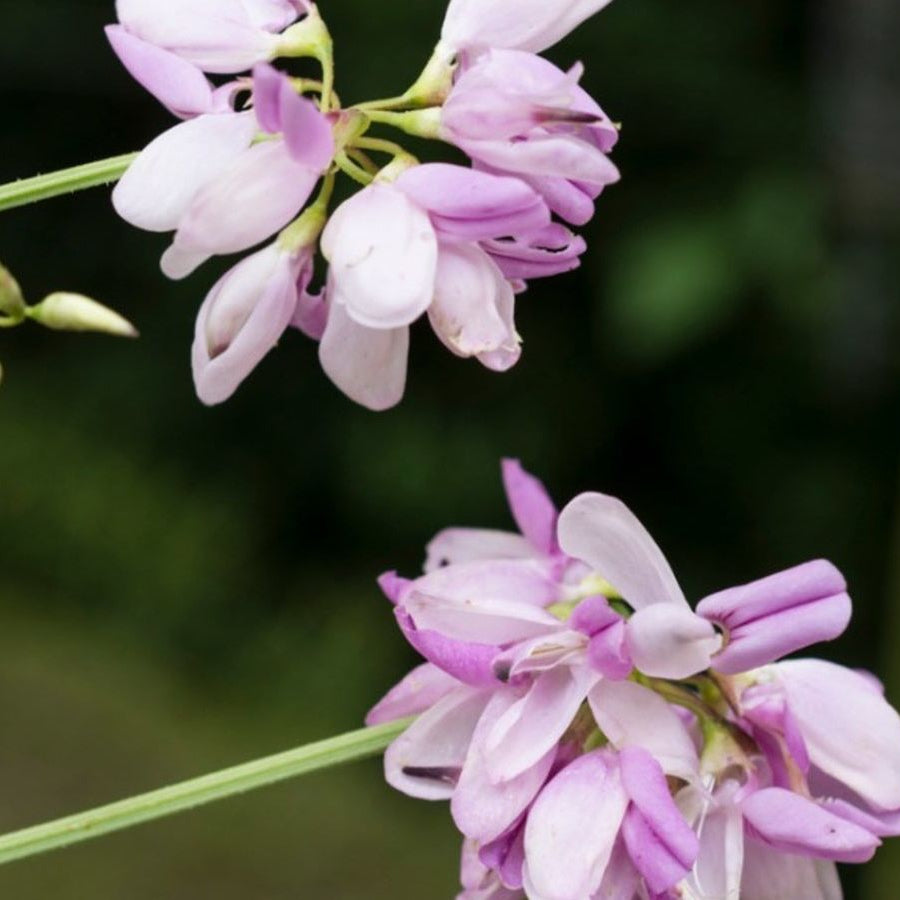 Crown Vetch Seeds – Ground Cover Perennial
