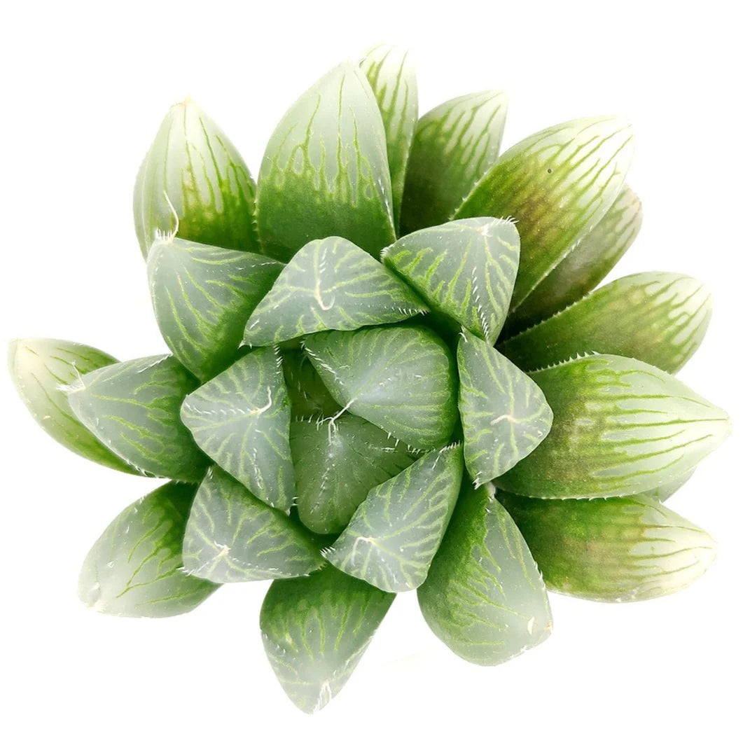 ‘Crystal’ Succulent Haworthia Obtusa Seeds