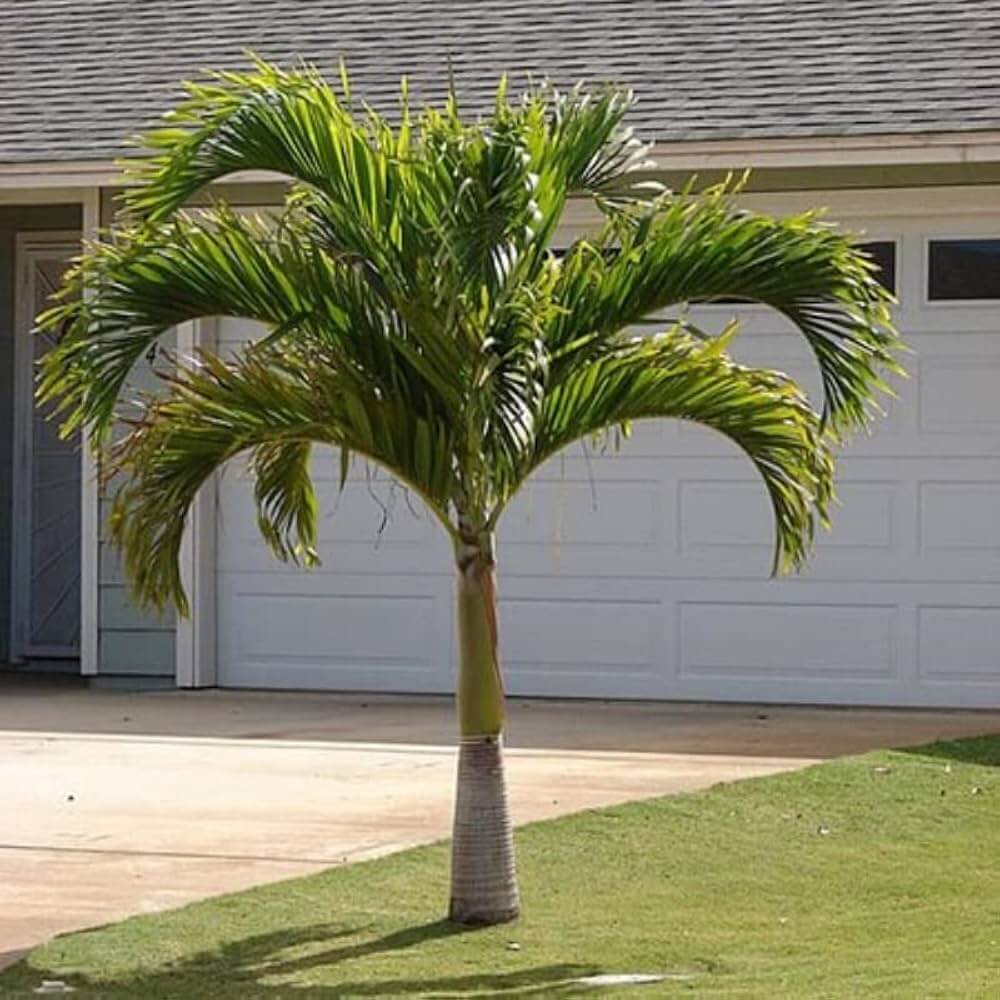 Cuban Royal Palm Seeds - Flower Plant