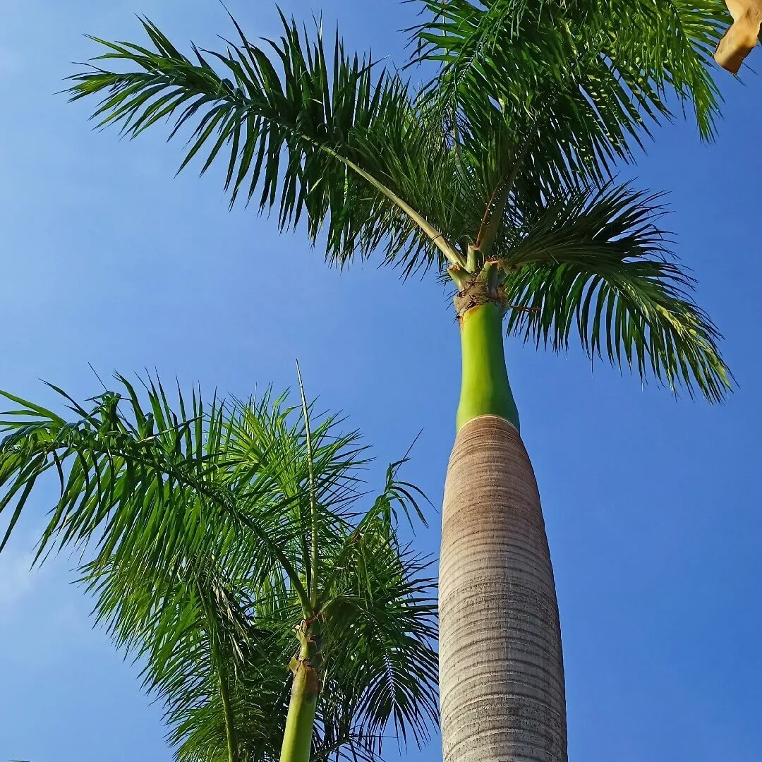 Cuban Royal Palm Seeds - Flower Plant