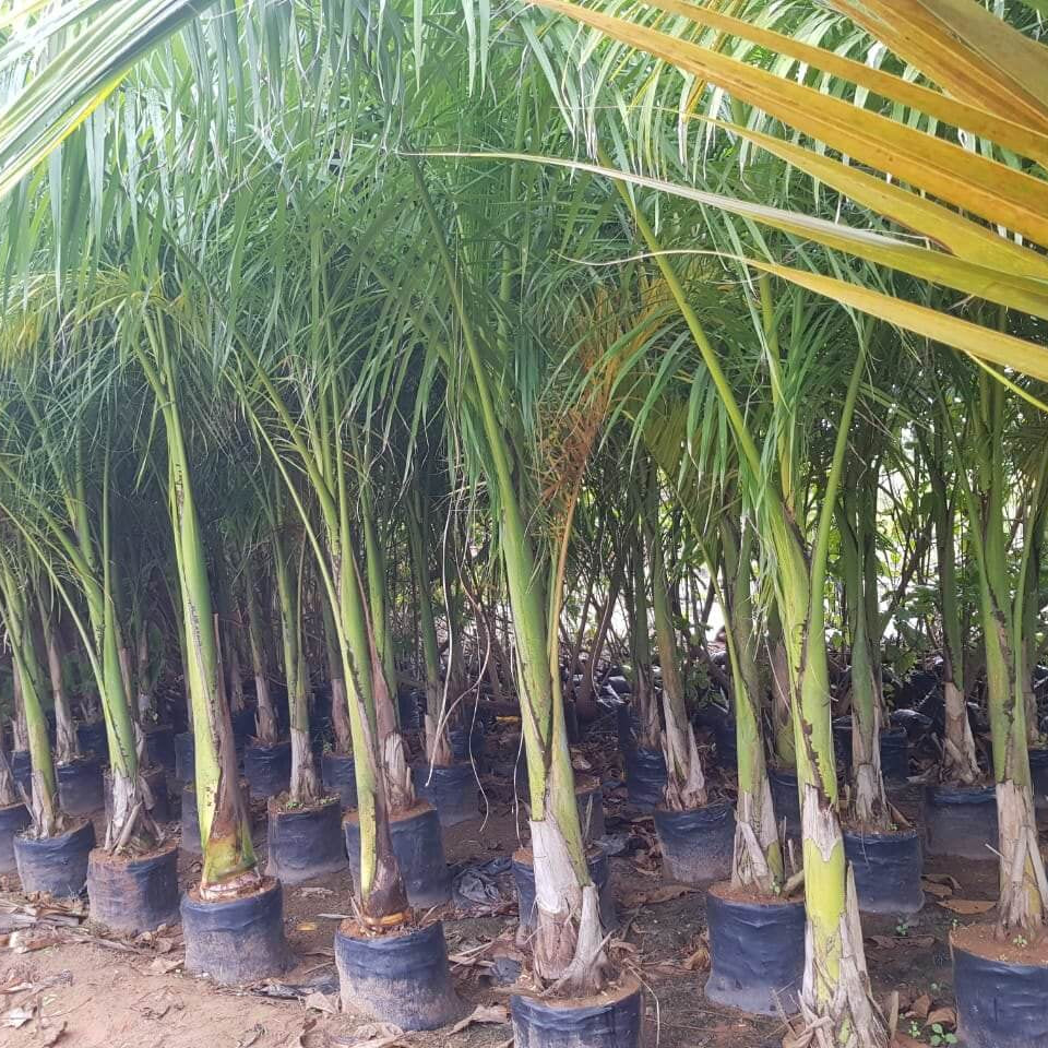 Cuban Royal Palm Seeds - Flower Plant