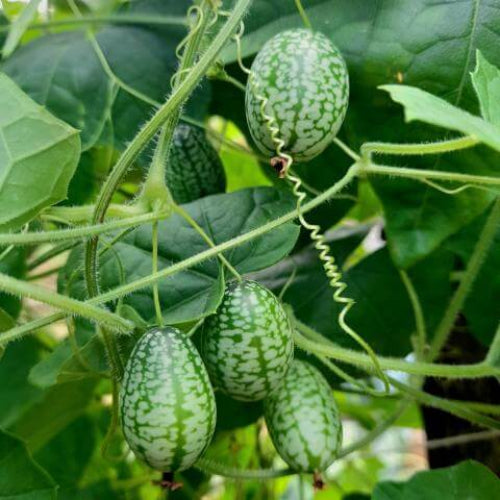 Cucamelon Seeds - Fruit Plant For Home Gardens