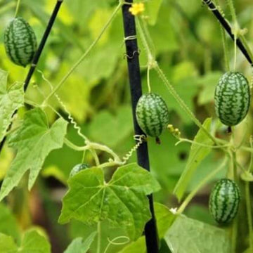 Cucamelon Seeds - Fruit Plant For Home Gardens