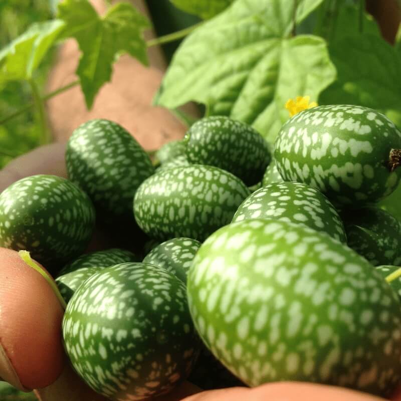 Cucamelon Seeds - Fruit Plant For Home Gardens