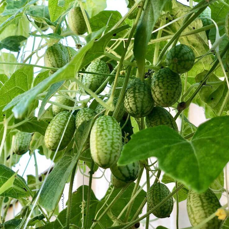 Cucamelon Seeds For Planting