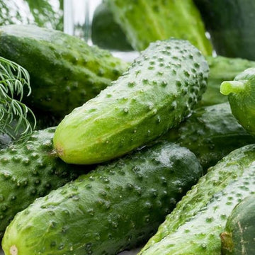 Cucumber Seeds - Lyalyuk Little Mini Pickling
