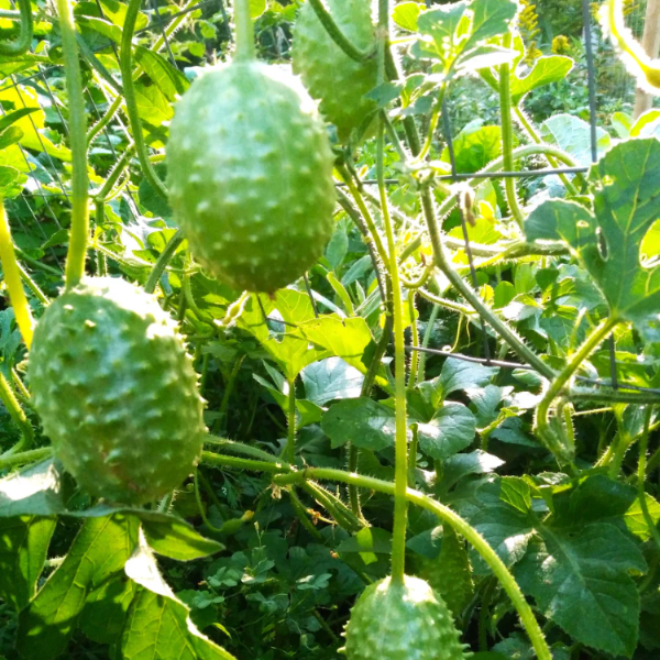 Cucumber Seeds - Maroon

