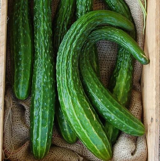 Cucumber Seeds – Long Greek