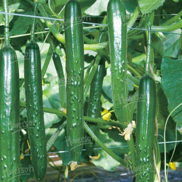 Cucumber Seeds – Armenian
