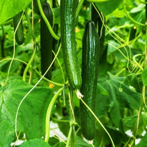 Cucumber Seeds – Armenian
