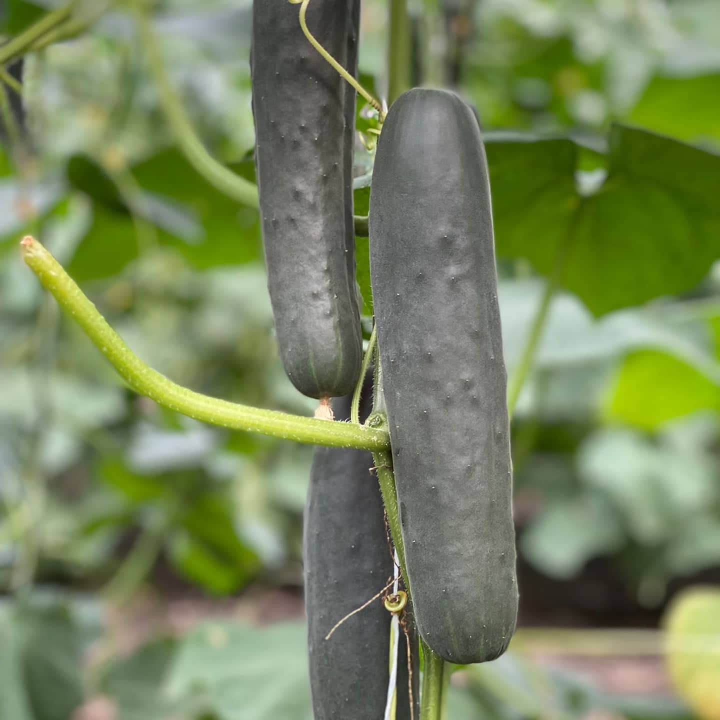 Cucumber Seeds – Black

