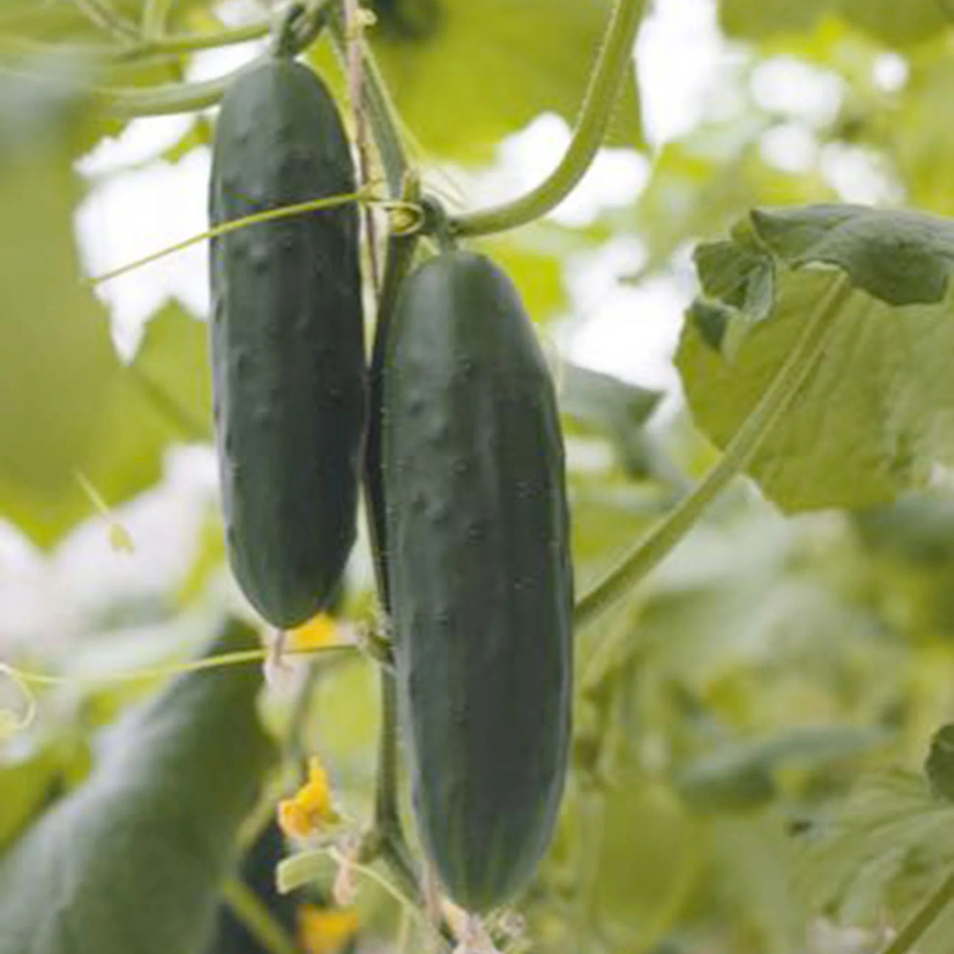 Cucumber Seeds – Black
