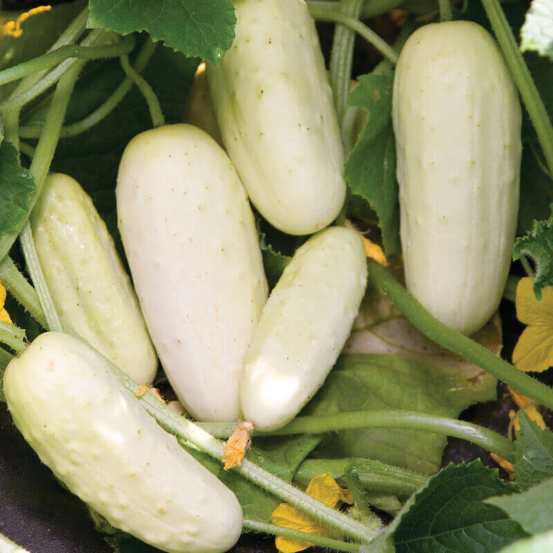 Cucumber Seeds – Crisp Salad Blonde