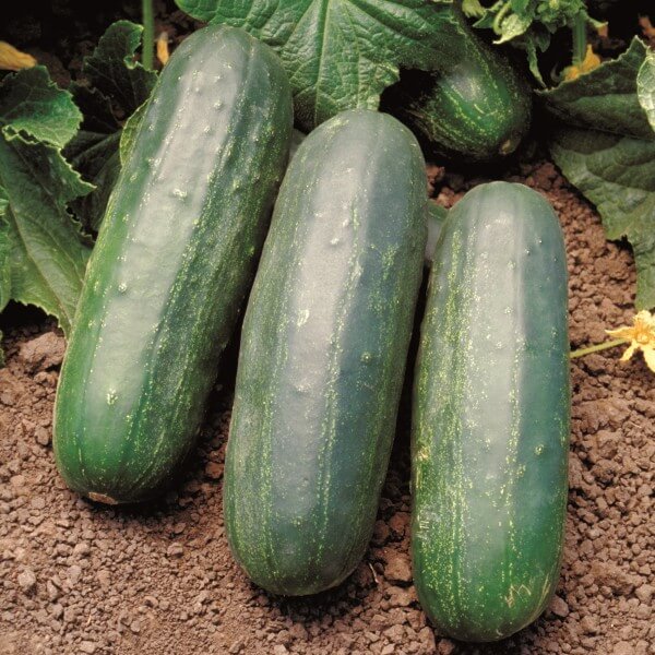 Cucumber Seeds – Eureka
