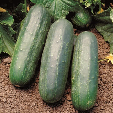 Cucumber Seeds – Eureka