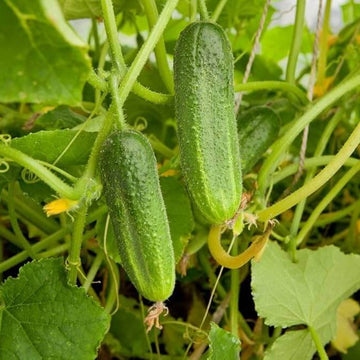 Cucumber Seeds – Fresh