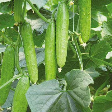 Cucumber Seeds – Japanese
