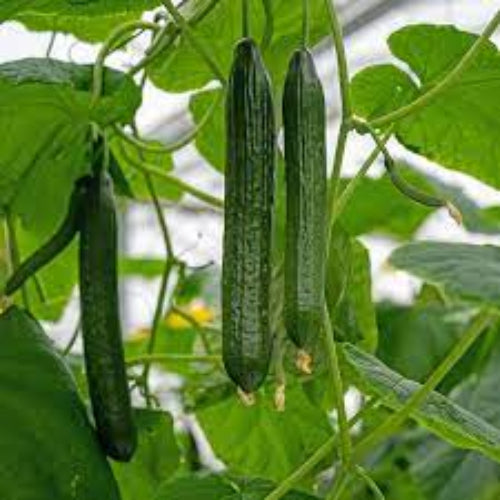 Cucumber Seeds – Japanese
