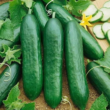 Cucumber Seeds – Natsu Fushinari

