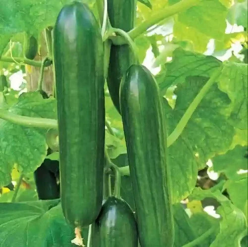 Cucumber Seeds – Natsu Fushinari
