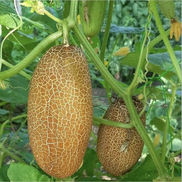 Cucumber Seeds – Poona Kheera