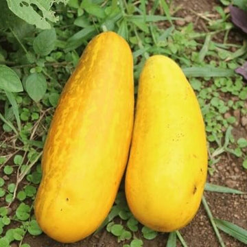 Cucumber Seeds – Quitoense Orange