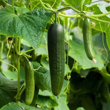 Cucumber Seeds