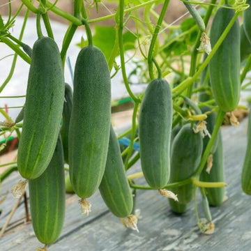Cucumber Seeds