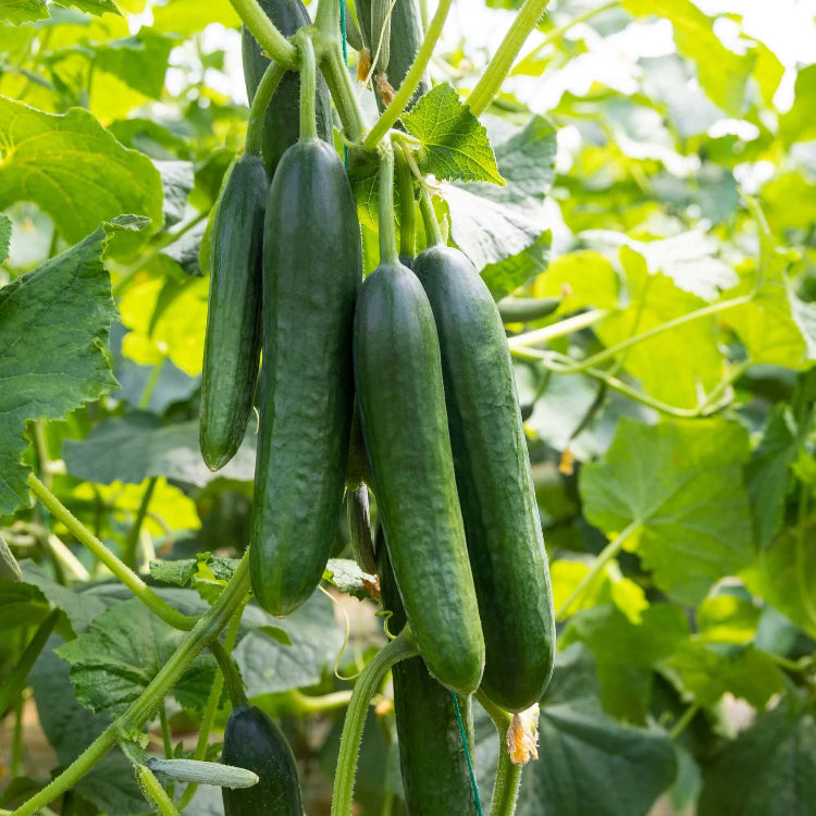 Cucumber Seeds