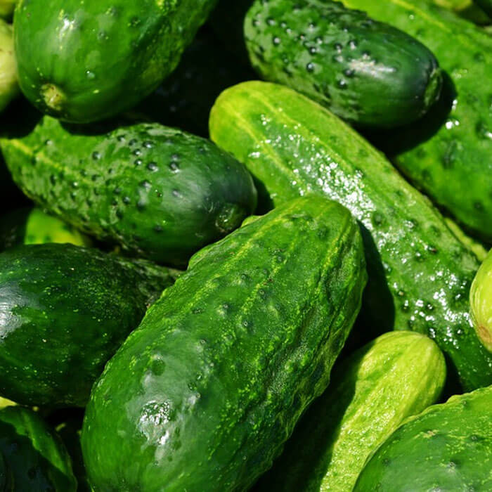 Cucumber Seeds – Carolina 