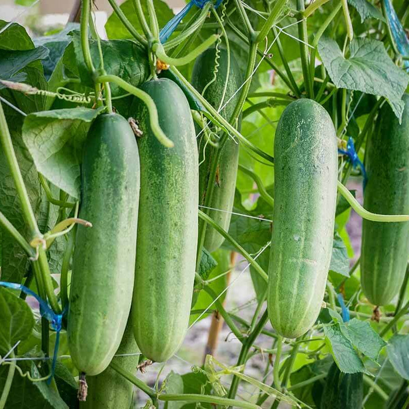 Cucumber Seeds