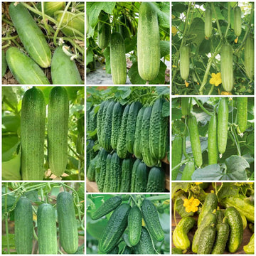 Cucumber Seeds - All In One For Home Gardens