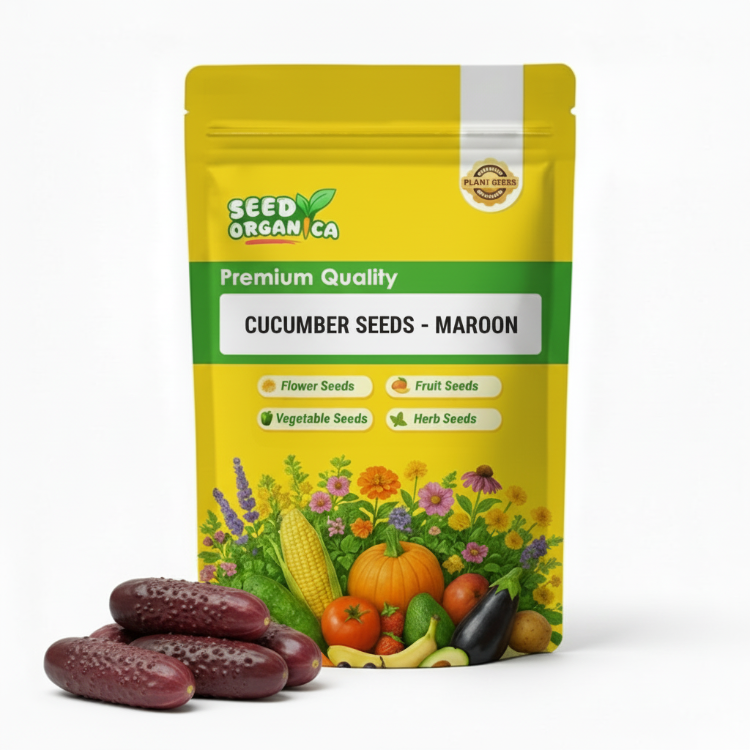 Cucumber Seeds - Maroon