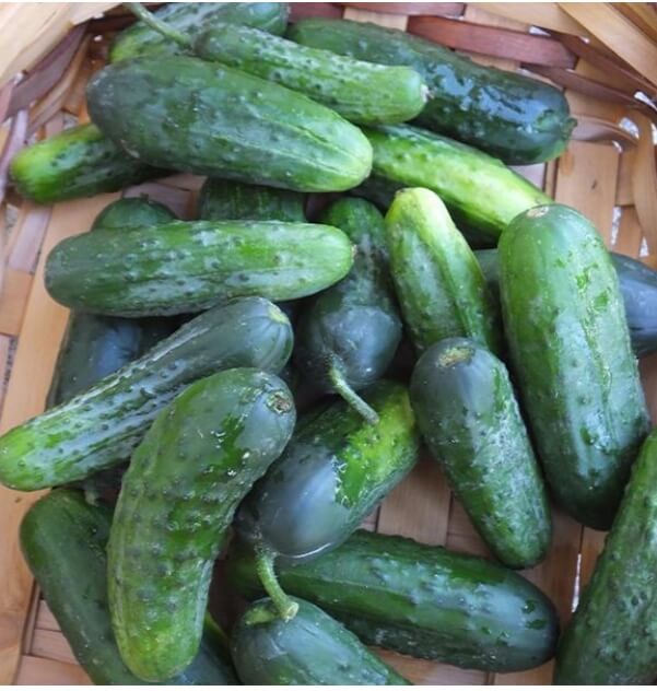 Cucumber Seeds – Eureka